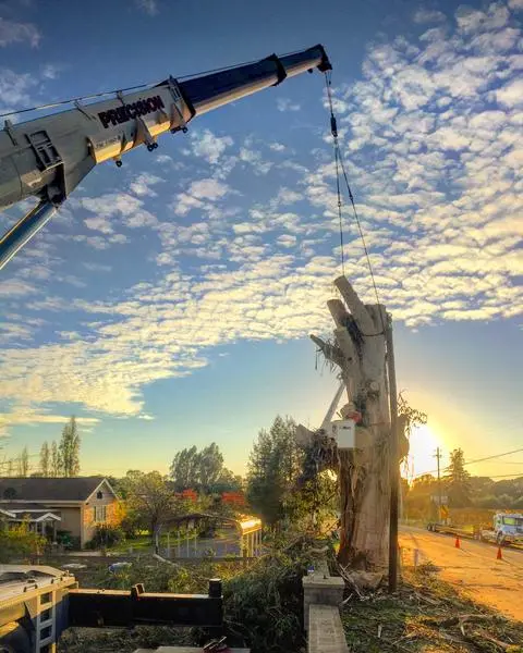 Residential Tree Removal